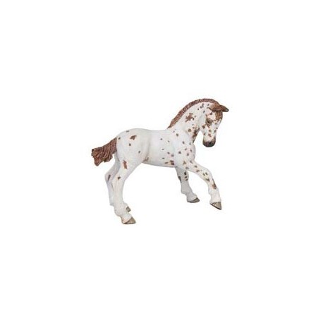 POULAIN APALOOSA