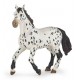 Black appaloosa horse