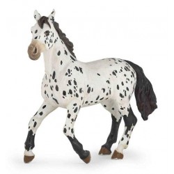 Black appaloosa horse