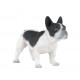 French black & white  bulldog