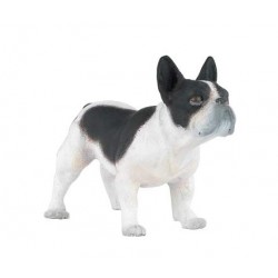 BOULEDOGUE FRANÇAIS NOIR & BLANC