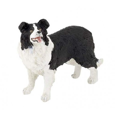 BORDER COLLIE