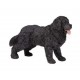 Newfoundland Terrier