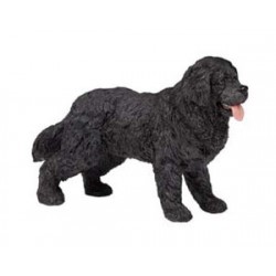 Newfoundland Terrier