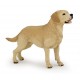 LABRADOR