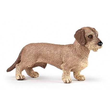 DACHSHUND