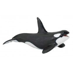 KILLER WHALE