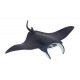 MANTA RAY