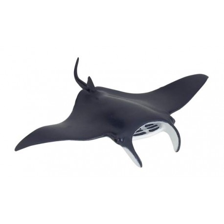 Manta Ray