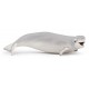 BELUGA WHALE