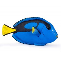 Surgeonfish