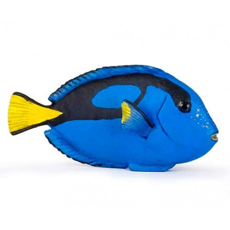 POISSON CHIRURGIEN