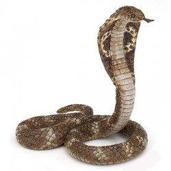 COBRA ROYAL