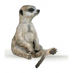 Sitting meerkat