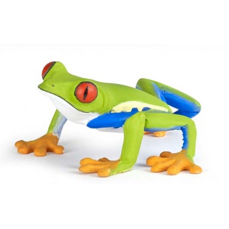 RED-EYED TREE FROG
