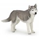 HUSKY DE SIBÉRIE