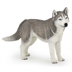 HUSKY DE SIBÉRIE