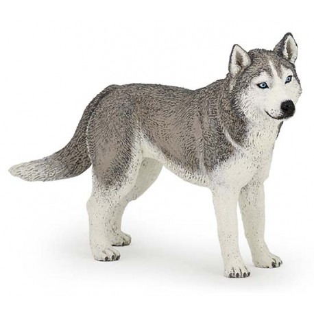 HUSKY DE SIBÉRIE