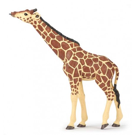 Giraffe head raised
