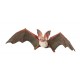 CHAUVE-SOURIS