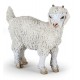 Young angora goat