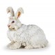 Angora rabbit