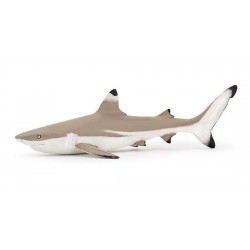 BLACKTIP REEF SHARK