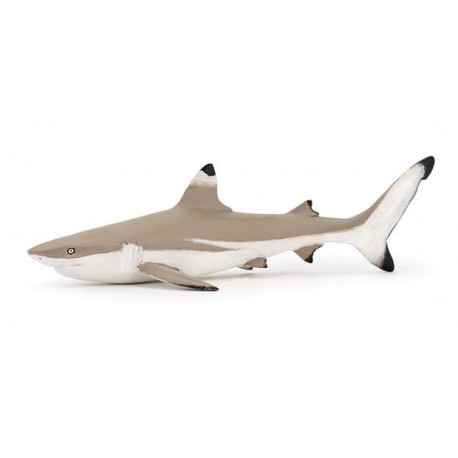 BLACKTIP REEF SHARK