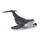 WHALE CALF