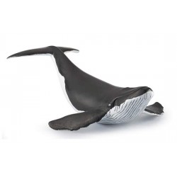 WHALE CALF