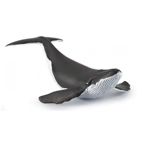 WHALE CALF