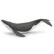 WHALE CALF