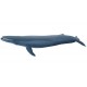 BLUE WHALE