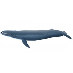 BLUE WHALE