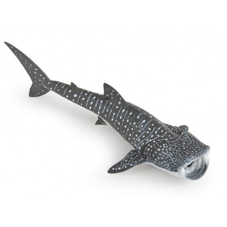 Requin baleine